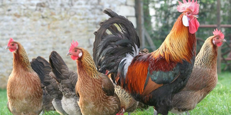 Các yếu tố ảnh hưởng đến sự phát triển của vảy gà Huyền Trâm