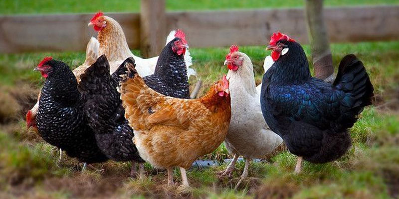 Đặc điểm nhận biết của vảy gà Huyền Trâm