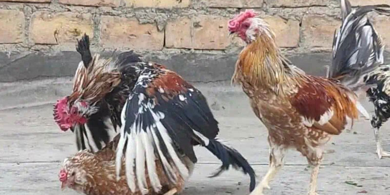 Vảy gà Huyền Trâm là gì? Khám phá bí quyết tạo nên loại vảy gà đặc biệt của nghệ nhân