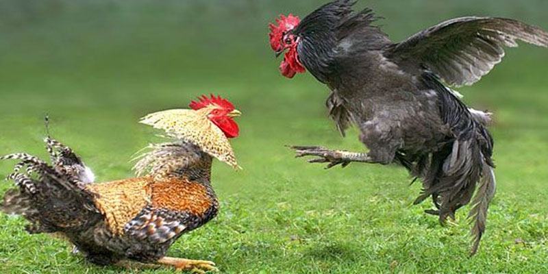 Nguồn Gốc và Lịch Sử Của Đá Gà KimSa - Truyền Thống Với Niềm Tin Bền Vững