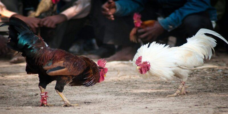 Đặc Điểm Như Thế Nào Làm Nên Đá Gà KimSa - Các Tiêu Chí Chính Để Nhận Biết