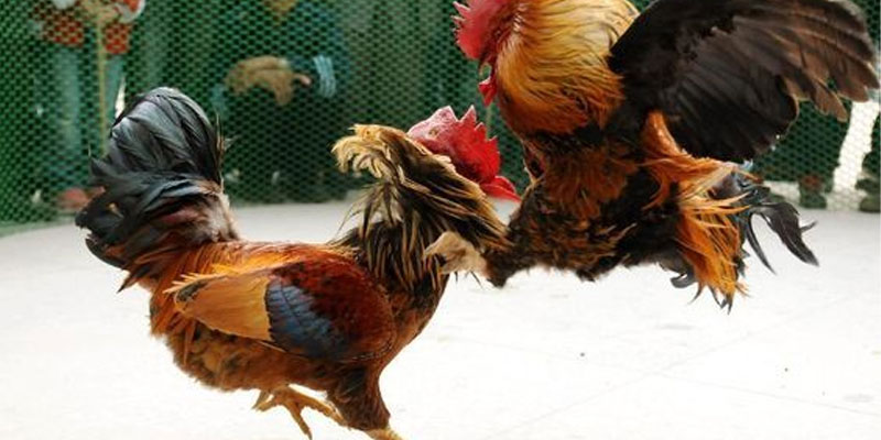 Những Ứng Dụng Tiêu Biểu của Đá Gà KimSa Trong Các Trận Đấu - Hướng Đến Chiến Thắng Bền Vững